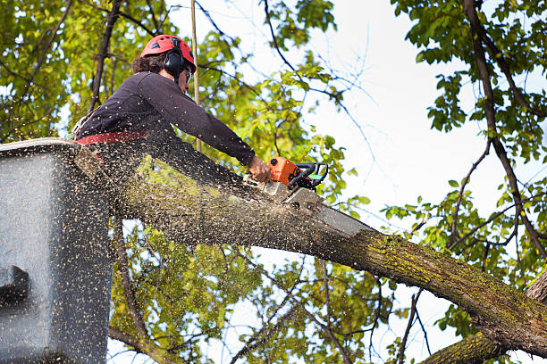 How Our Tree Care Process Works  in  Eagle Point, OR